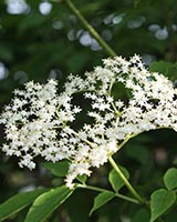 Holunderblüte