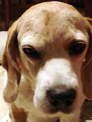 Hund ohne Tumor