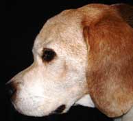 Hund