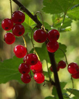 Johannisbeeren